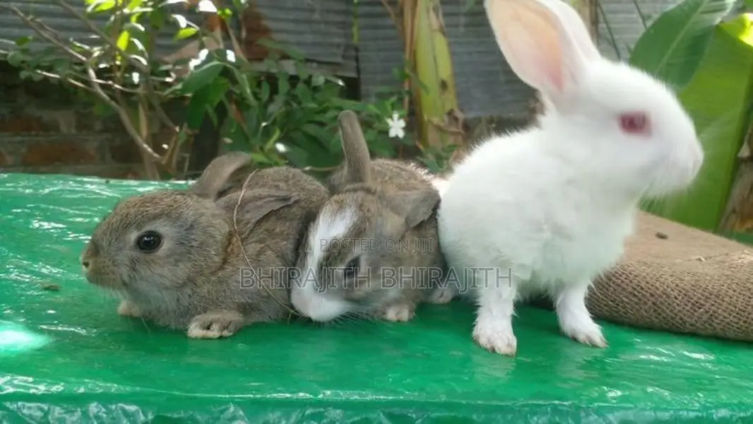 3 Baby Rabbits
