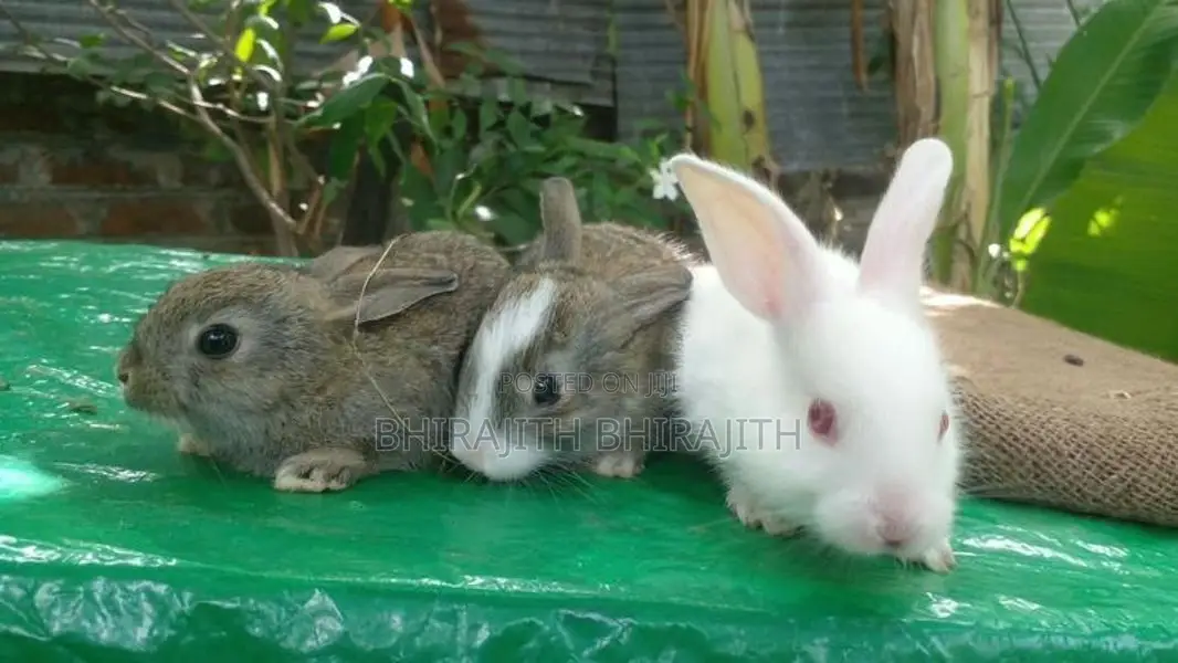 3 Baby Rabbits