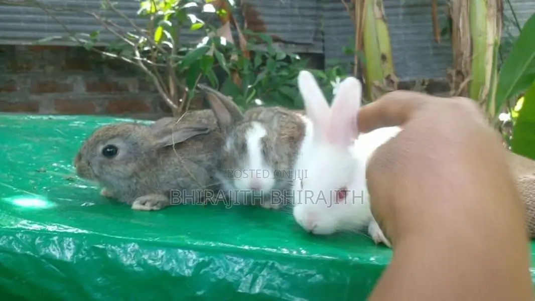 3 Baby Rabbits