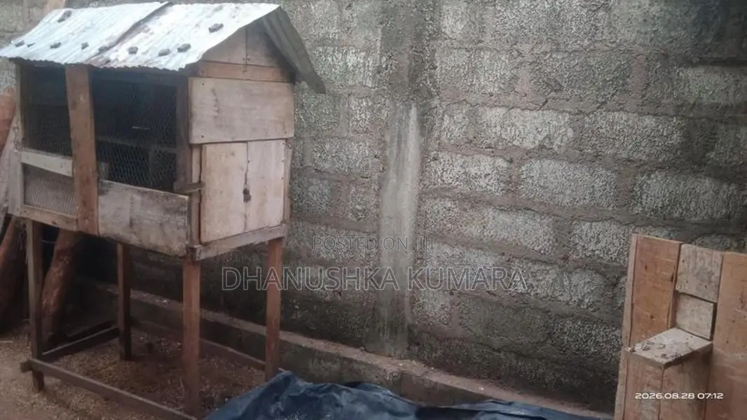 කුඩුවක් විකිනිමට ඇත