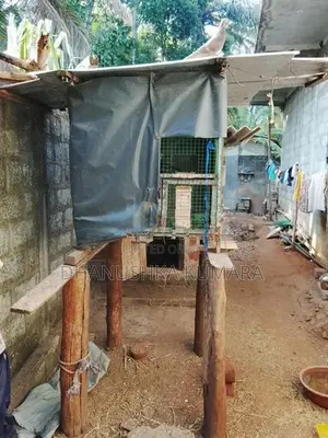 කුඩුවක් විකිනිමට ඇත