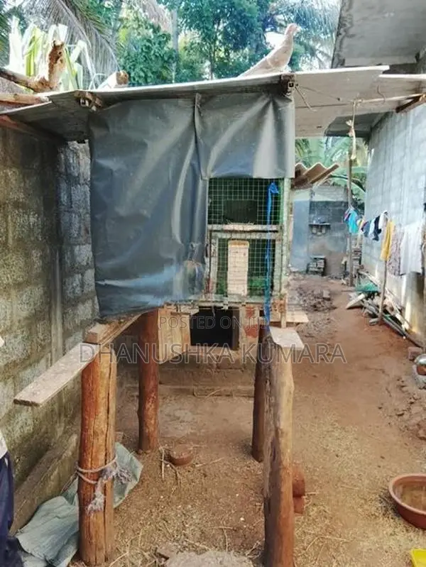 කුඩුවක් විකිනිමට ඇත