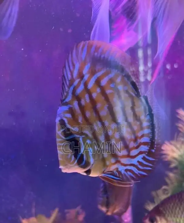 Discus Turquoise 12cm