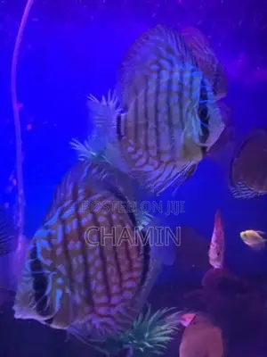 Discus Turquoise 12cm