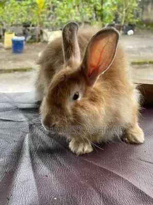Angora Full Size