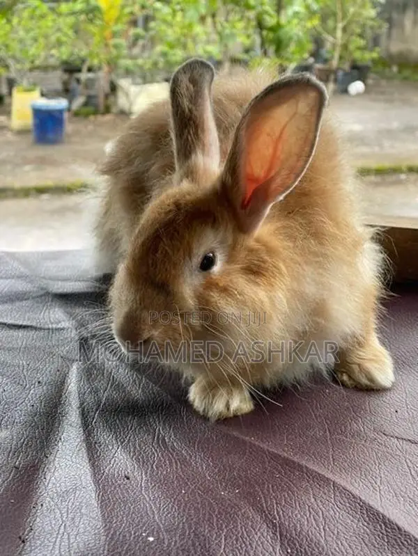 Angora Full Size