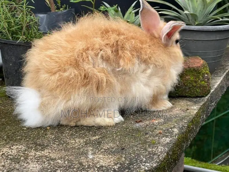 Angora Full Size