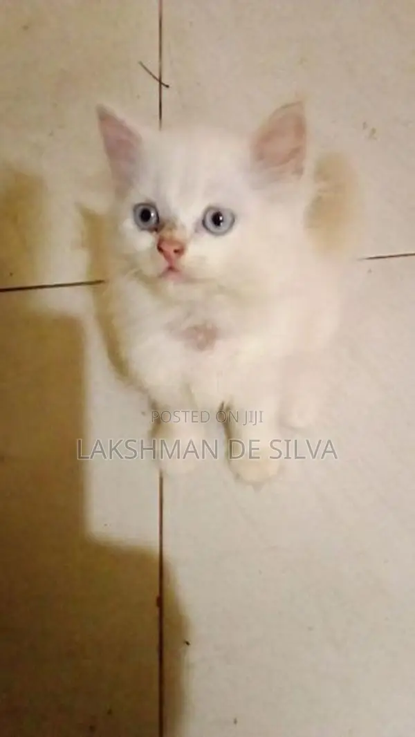 Persian Kitten