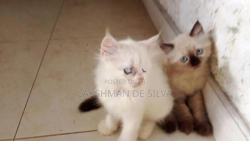 Persian Kitten