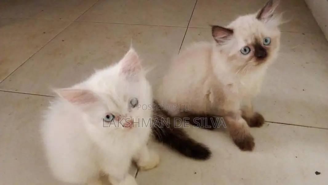 Persian Kitten