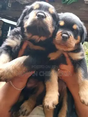 Rottweiler Puppies