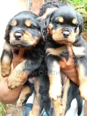 Rottweiler Puppies