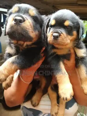 Rottweiler Puppies