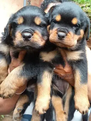 Rottweiler Puppies
