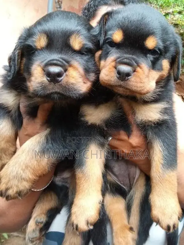 Rottweiler Puppies