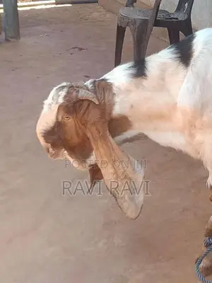 கிடாய் ஆடு