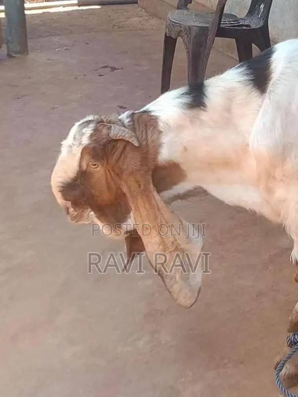 கிடாய் ஆடு