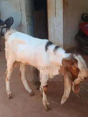 கிடாய் ஆடு
