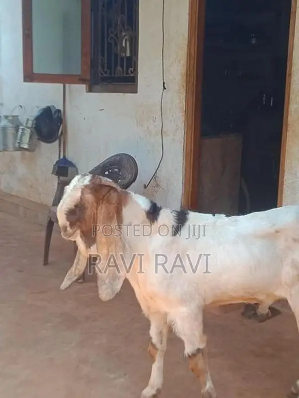 கிடாய் ஆடு
