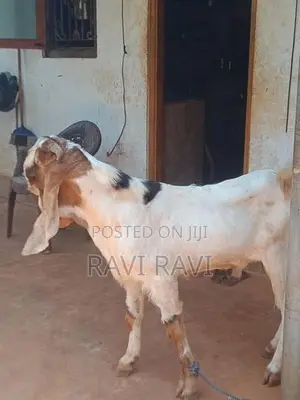 கிடாய் ஆடு