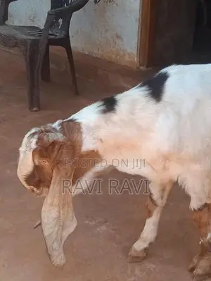 கிடாய் ஆடு