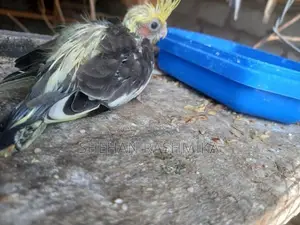 Cocktail Bird