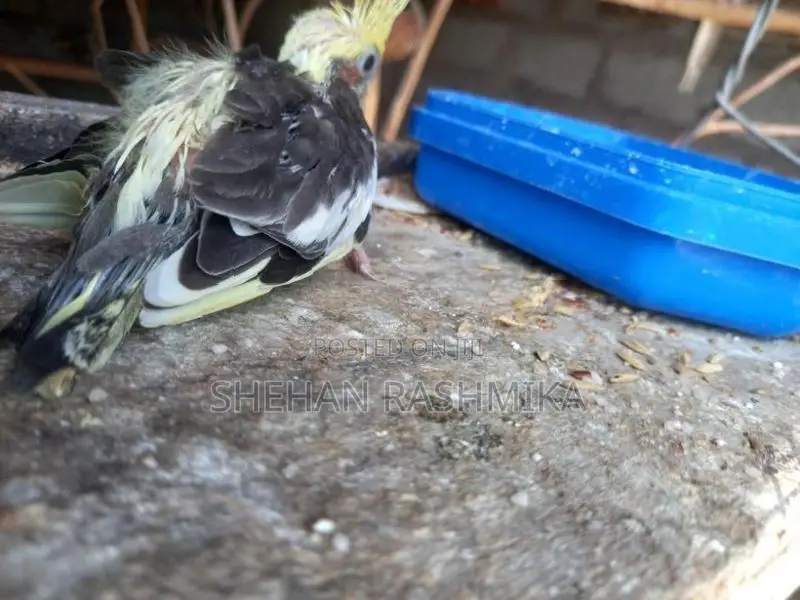 Cocktail Bird