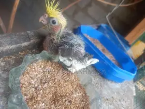 Cocktail Bird