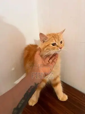 Siberian Ginger Cat Female