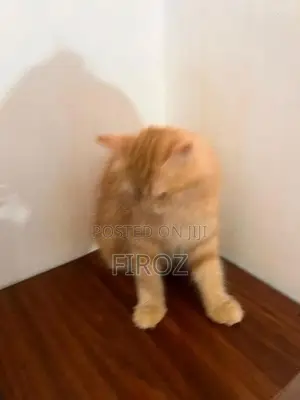Siberian Ginger Cat Female