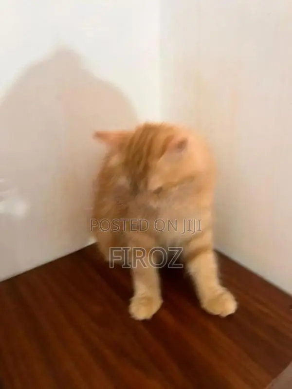 Siberian Ginger Cat Female