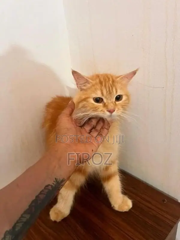 Siberian Ginger Cat Female