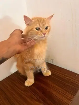 Siberian Ginger Cat Female