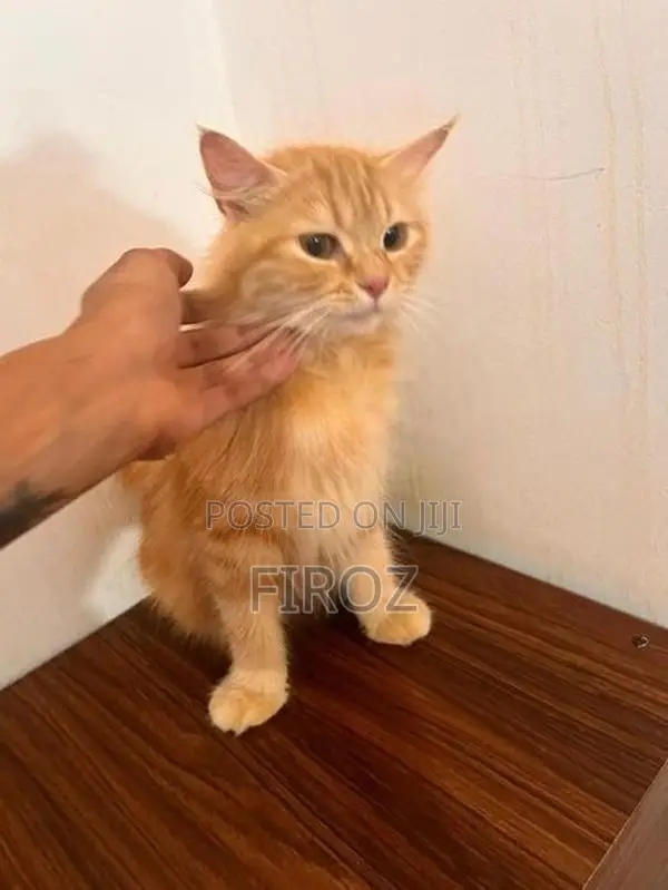 Siberian Ginger Cat Female