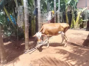 Milk Cow