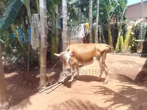 Milk Cow