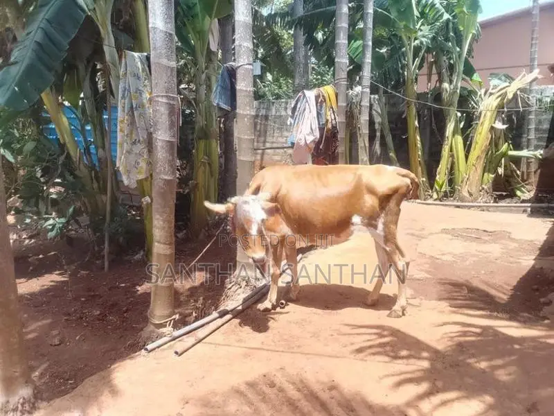 Milk Cow