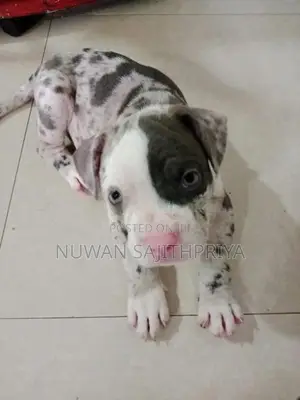 American Bully Puppy