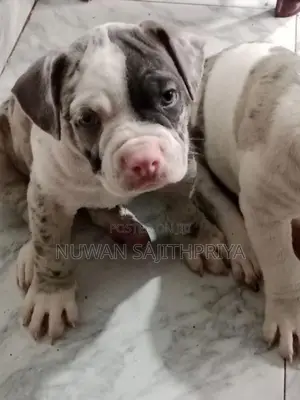 American Bully Puppy