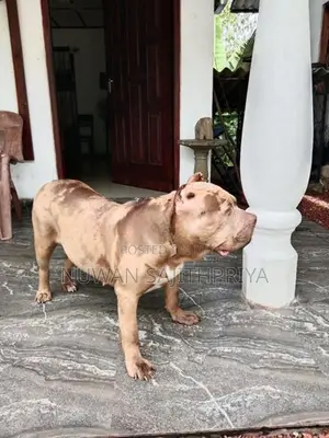 American Bully Puppy