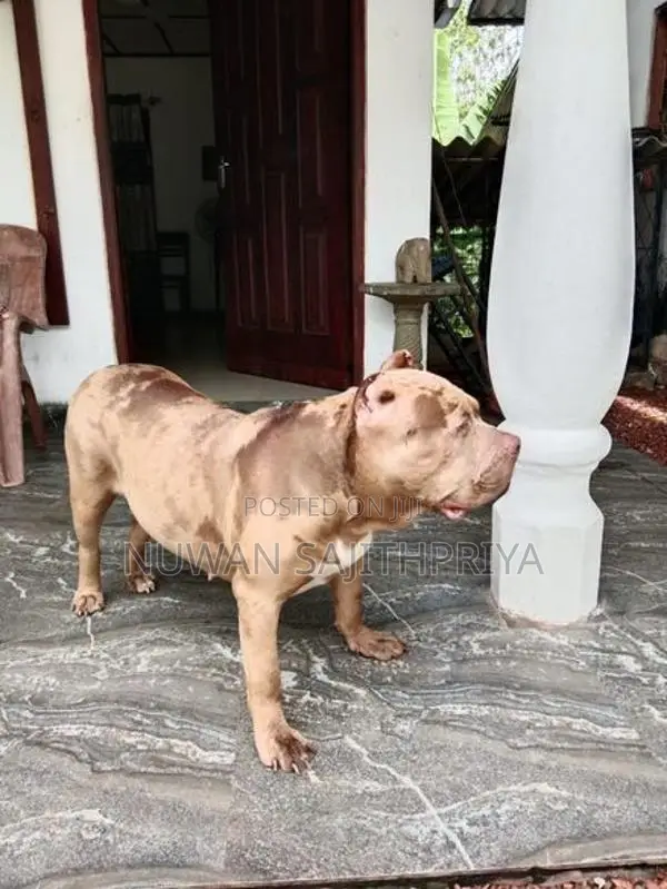American Bully Puppy