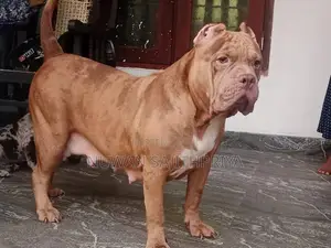American Bully Puppy
