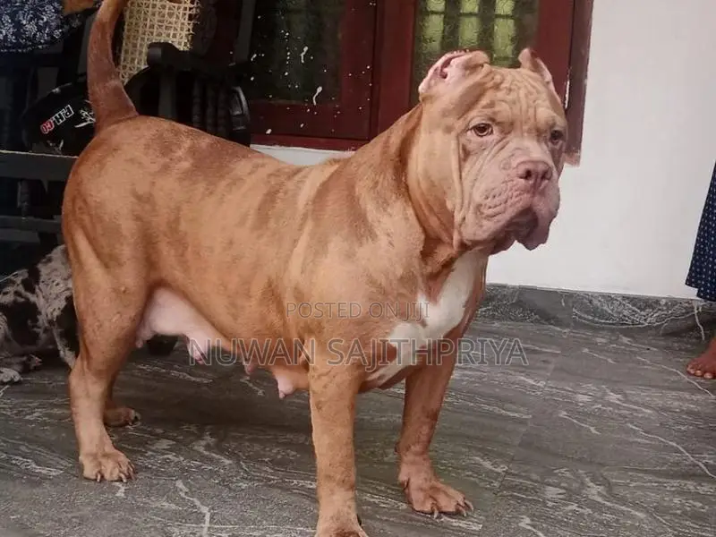 American Bully Puppy