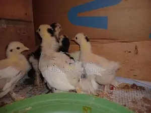 කොචින් බැන්ටම් කුකුල් පැටවුන්