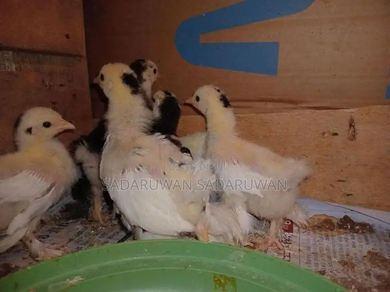 කොචින් බැන්ටම් කුකුල් පැටවුන්