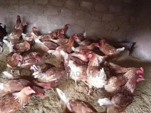 බිත්තර දමන කිකිළින්