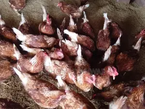 බිත්තර දමන කිකිළින්