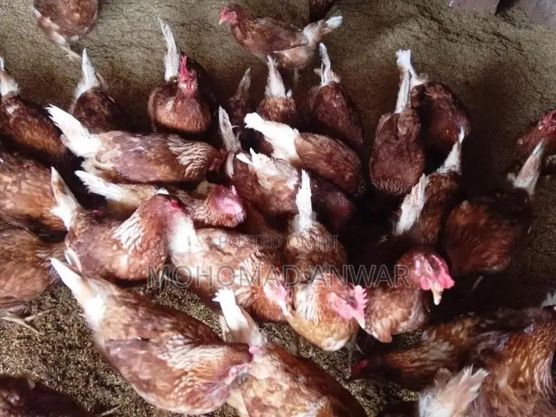 බිත්තර දමන කිකිළින්