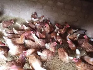 බිත්තර දමන කිකිළින්