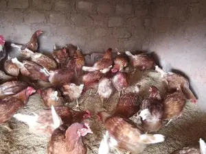 බිත්තර දමන කිකිළින්